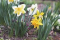 Daffodils in the garden. Spring. Narcissus