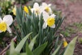 Daffodils in the garden. Spring. Narcissus