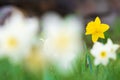 Daffodils in the garden in springtime