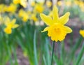 Daffodils in the garden