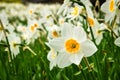 Daffodils garden white beautiful pure leaves flowers
