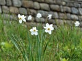 Daffodils