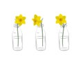 Daffodils in glass bottles. Yellow flowers with leaves. Spring flowers Royalty Free Stock Photo
