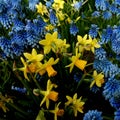 Blue grape hyacinths and yellow daffodils spring flowers Royalty Free Stock Photo