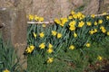 Daffodils in grass roadside verge, spring Royalty Free Stock Photo
