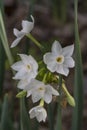 Narcissus Papyraceus - Paperwhite Narcissus #2 Royalty Free Stock Photo