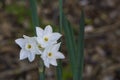 Narcissus Papyraceus - Paperwhite Narcissus #1 Royalty Free Stock Photo