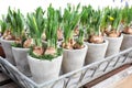 Daffodils grow from bulbs in the flowerpots. Royalty Free Stock Photo