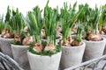 Daffodils grow from bulbs in the flowerpots. Royalty Free Stock Photo