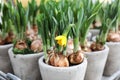 Daffodils grow from bulbs in the flowerpots. Royalty Free Stock Photo