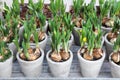 Daffodils grow from bulbs in the flowerpots.