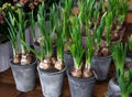 Daffodils grow from bulbs in the flowerpots. Horizontal. Royalty Free Stock Photo