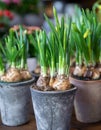 Daffodils grow from bulbs in the flowerpots in spring Royalty Free Stock Photo