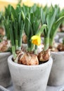 Daffodils grow from bulbs in the flowerpots. Royalty Free Stock Photo