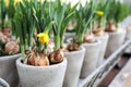 Daffodils grow from bulbs in the gray ceramic flowerpots. Royalty Free Stock Photo