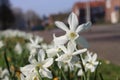 Daffodils that grow colorfully on the streets in Nieuwerkerk aan den IJssel during the spring in public green