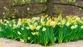 Daffodils grow under a trellised apple tree. Old espalier tree blossoming in spring. A beautiful garden with landscape design in Royalty Free Stock Photo