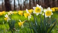 Daffodils growing outdoors in beautiful panoramic spring background Royalty Free Stock Photo