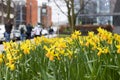 Daffodils next to a footpath