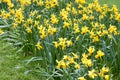 Daffodils growing outside