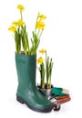 Daffodils in gum boot and gardening tools
