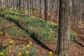 Daffodils on a hillside Royalty Free Stock Photo