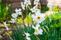 Daffodils on the home bed. Close up of white flowers