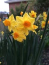 Daffodils in home garden