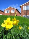 Daffodils and houses Royalty Free Stock Photo