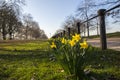 Daffodils in Hyde Park