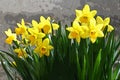 Daffodils illustration on grey background Royalty Free Stock Photo