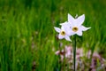 Daffodils isolated in the garden in spring Royalty Free Stock Photo