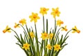 Daffodils Isolated on White