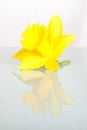 Daffodils isolated on White