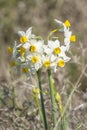 Daffodils in an Israeli Fallow Field Royalty Free Stock Photo