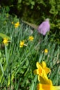 Daffodils in Jesmond Dene, Newcastle upon Tyne Royalty Free Stock Photo
