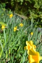Daffodils in Jesmond Dene, Newcastle upon Tyne Royalty Free Stock Photo