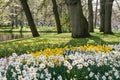 Daffodils at The Keukenhof, Dutch Public Spring Flowers Garden Royalty Free Stock Photo