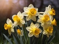 Daffodils are known for blooming in early to late spring, depending on the variety and local climate conditions.