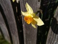 Daffodils in a Lancashire Garden Royalty Free Stock Photo