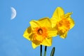 Daffodils Gold Medal flowers half moon sky Royalty Free Stock Photo
