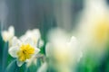 Daffodils, spring flowers in the garden Royalty Free Stock Photo