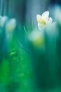 Daffodils, spring flowers in the garden Royalty Free Stock Photo