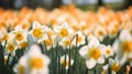 Daffodils in the meadow. Blooming flowers in spring. Selective focus and shallow depth of field. Bokeh background Royalty Free Stock Photo