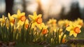 Daffodils in the meadow. Blooming flowers in spring. Selective focus and shallow depth of field. Bokeh background Royalty Free Stock Photo