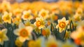 Daffodils in the meadow. Blooming flowers in spring. Selective focus and shallow depth of field. Bokeh background Royalty Free Stock Photo