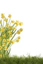 Daffodils on meadow