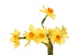 Daffodils Royalty Free Stock Photo