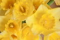 Daffodils