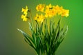 Daffodils, Narcissus, big bunch of yellow Daffodil flowers on green background, bouquet. Beautiful Spring Easter daffodils Royalty Free Stock Photo
